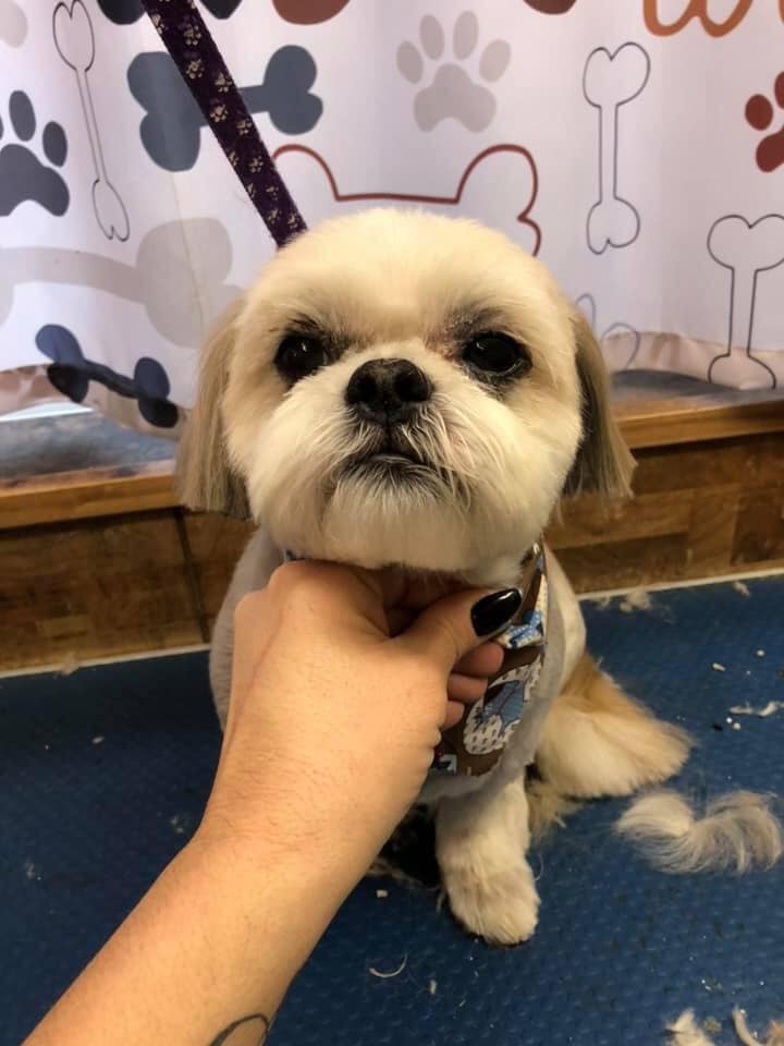 Happy Hounds Dog Grooming