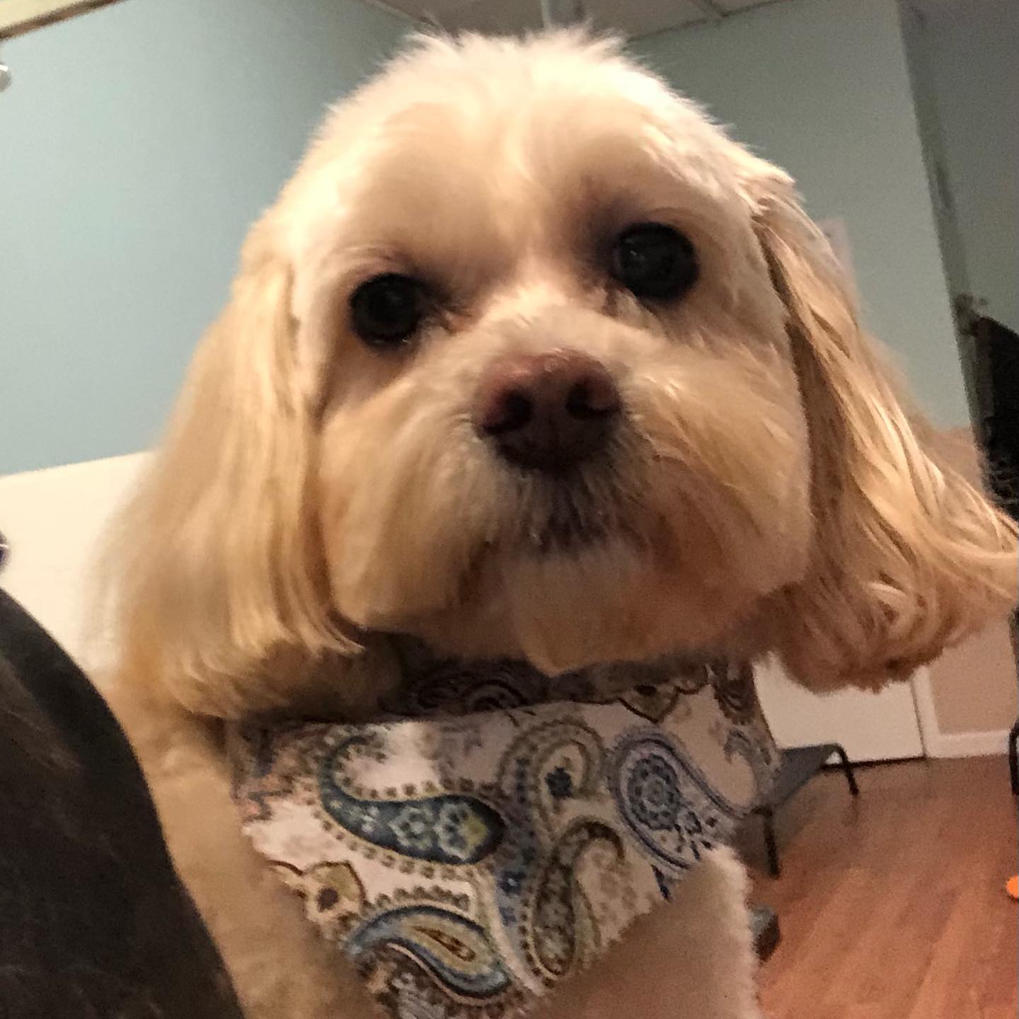 Happy Hounds Dog Grooming