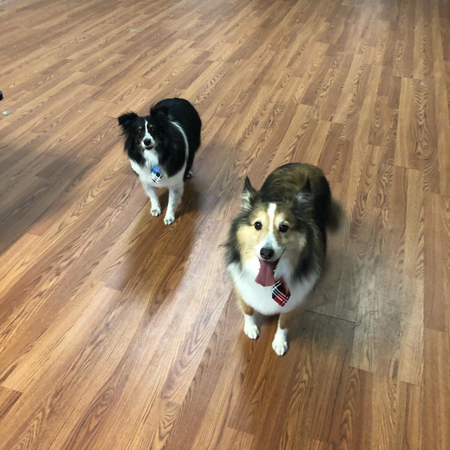 Happy Hounds Dog Grooming