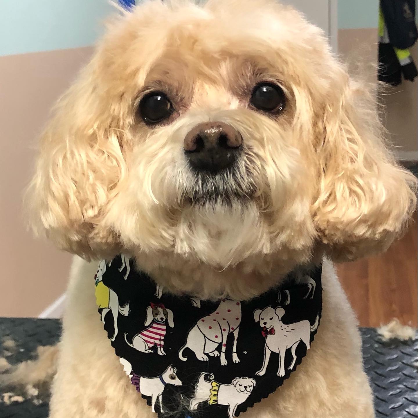 Happy Hounds Dog Grooming