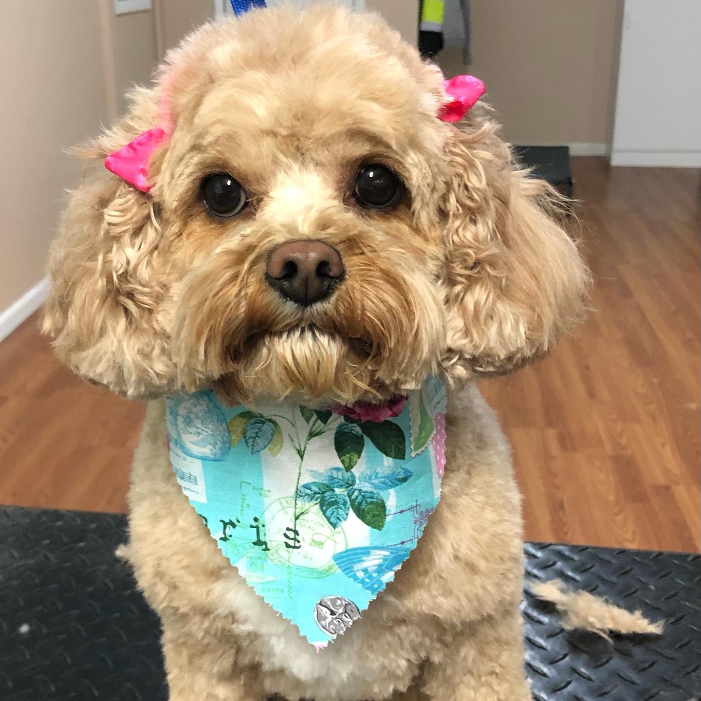 Happy Hounds Dog Grooming