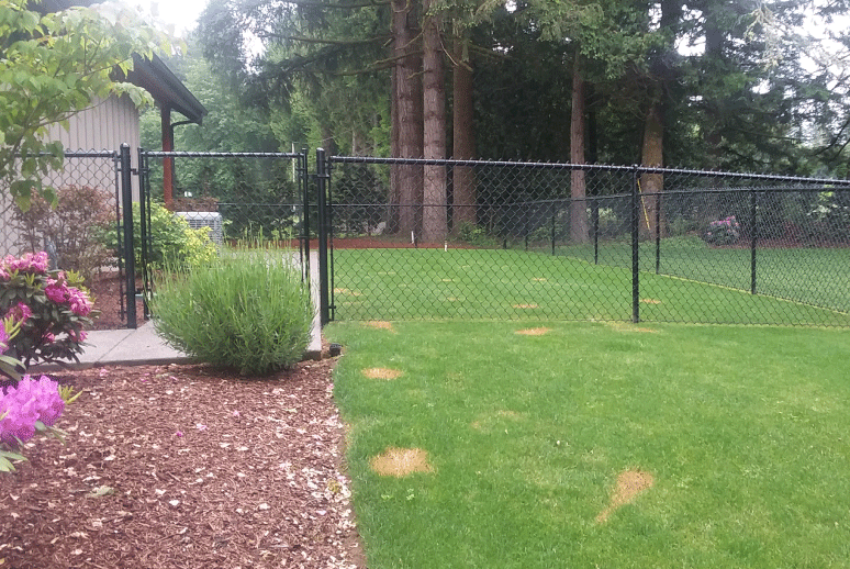 portland fencing chain link fence black in yard