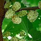 Mulberry Leaf
