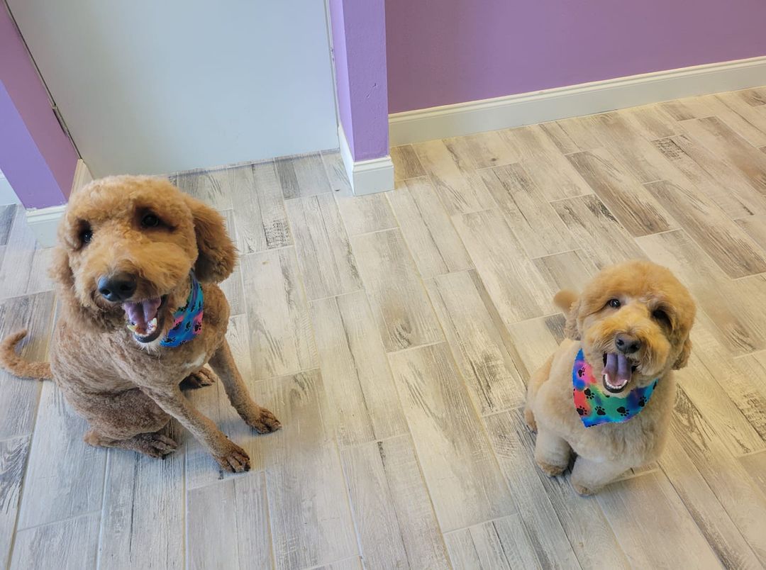 Grooming Salon Services In Naples Florida Full Service Grooms