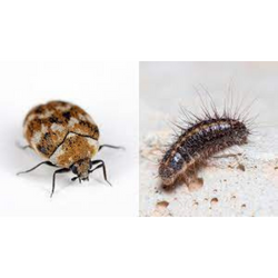 carpet beetle and carpet beetle larvee