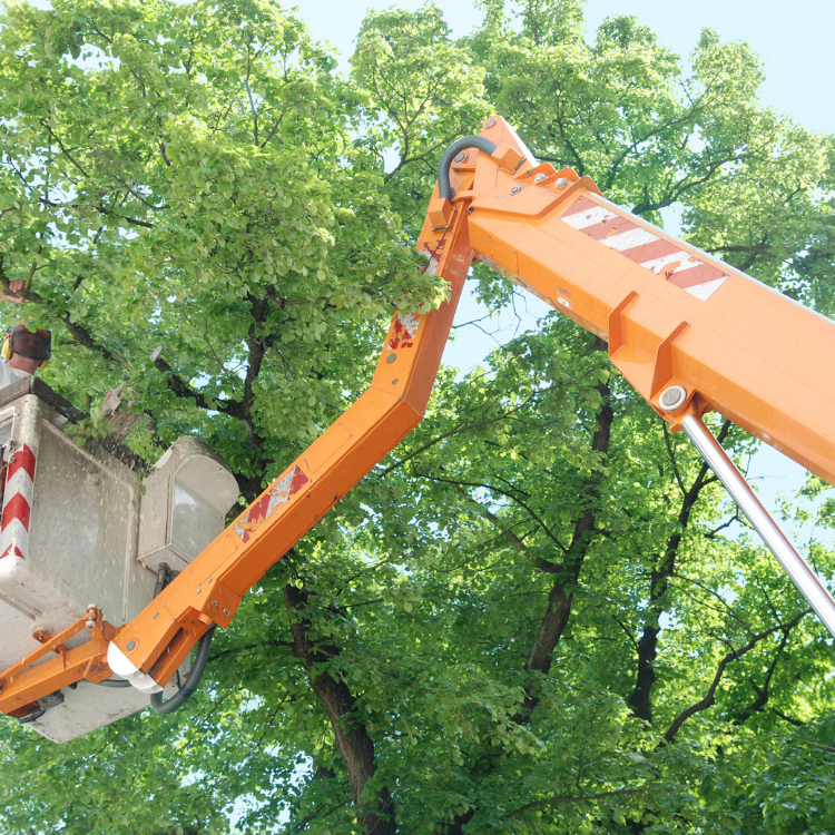 Workers trimming trees from a crane