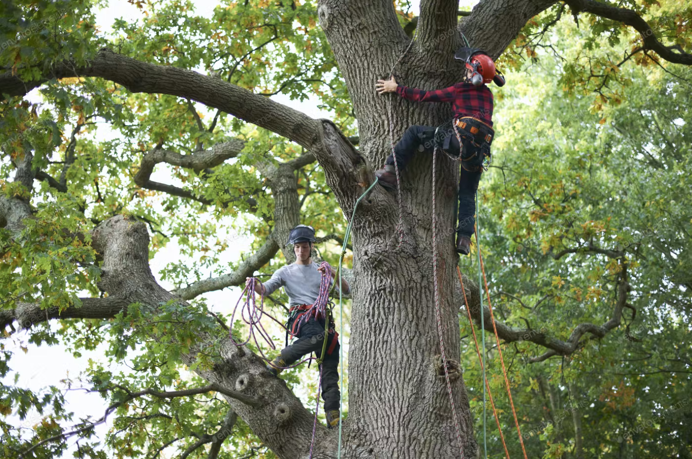 Two professional tree surgeons climbing up a big oak tree with branches cut and climbing ropes in use.