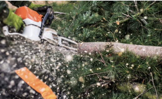 a close-up view of a green coniferous tree branch being cut with a chainsaw with wood chippings flying into the camera's lens 