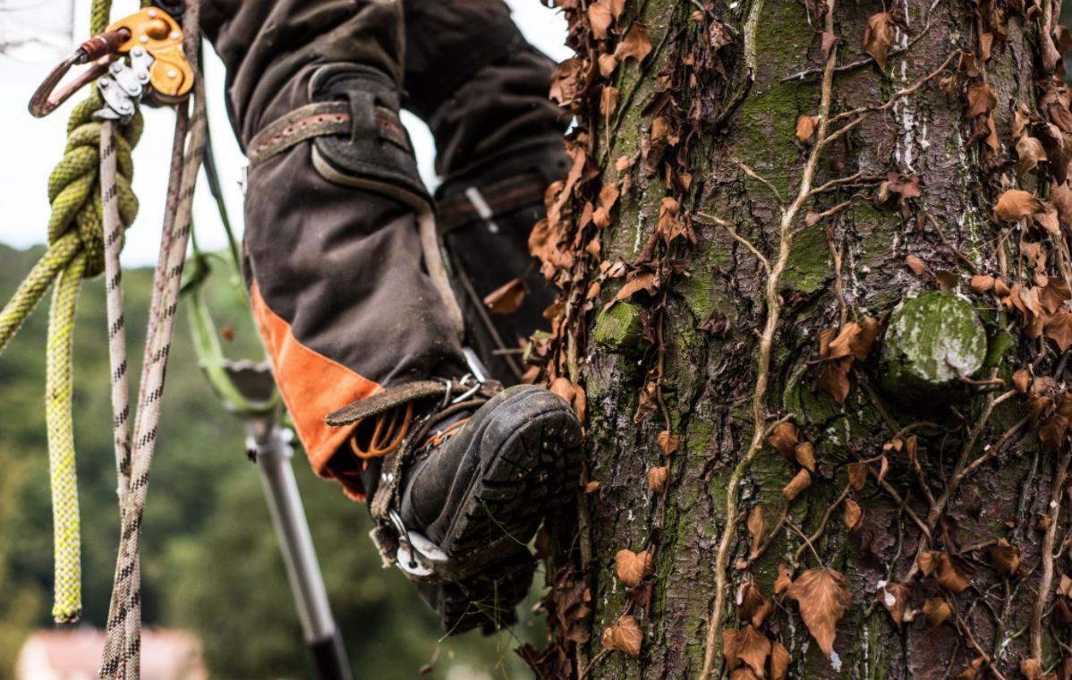 photo of a tree surgeon wearing tree climbing spikes to scale a residential tree local to Canterbury with safety ropes and harnesses attached.