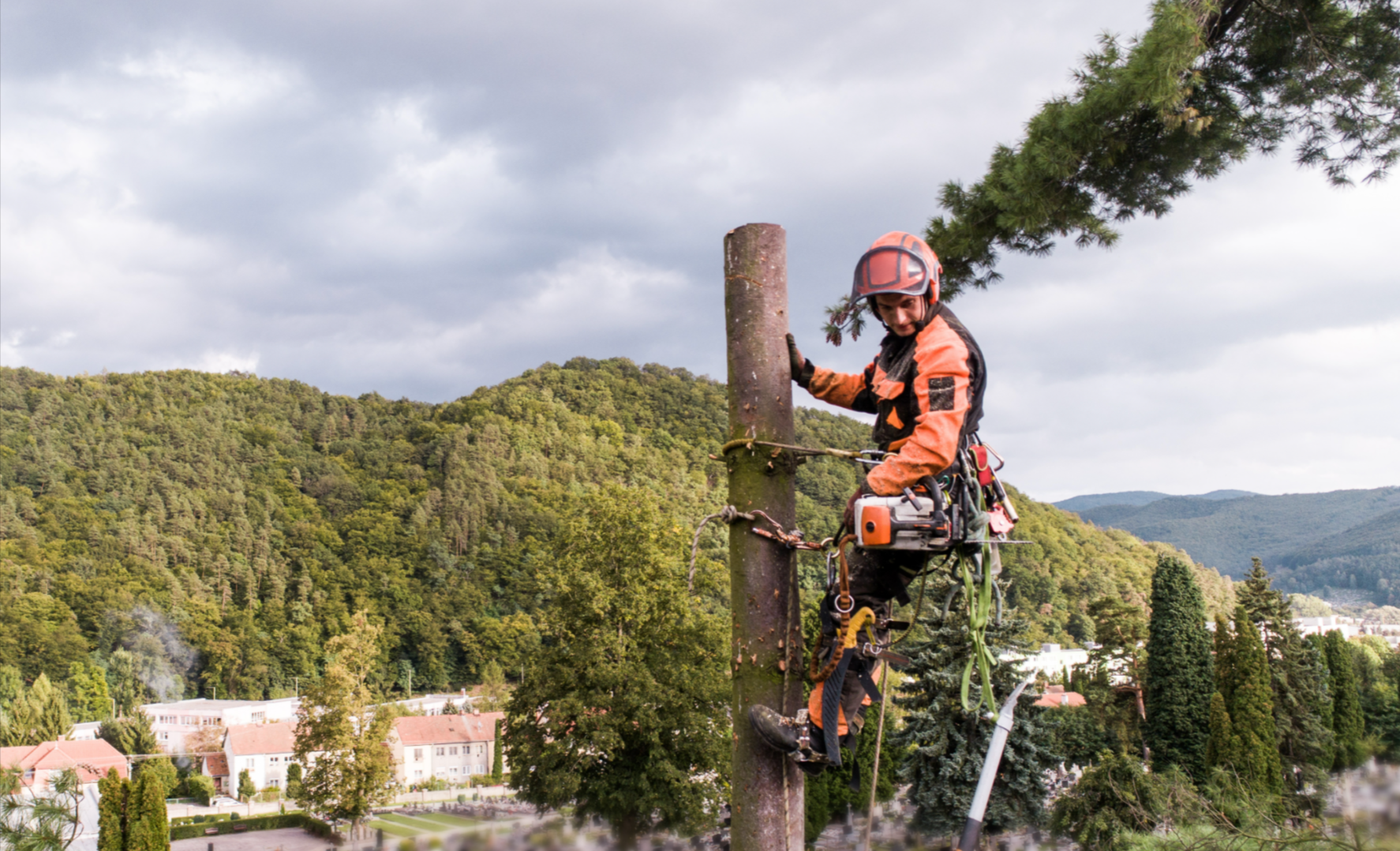 a tree lopper at the top of a coniferous tree overlooking East Canterbury performing a crown reduction service.