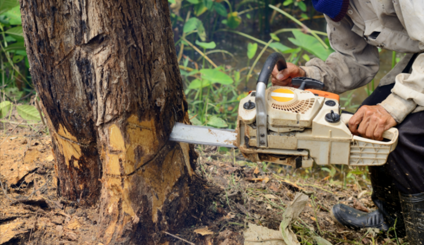 a chainsaw being used halfway through the bough to leave a stump in a forest. 