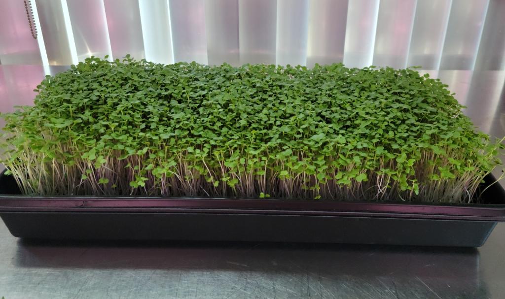 Microgreens 