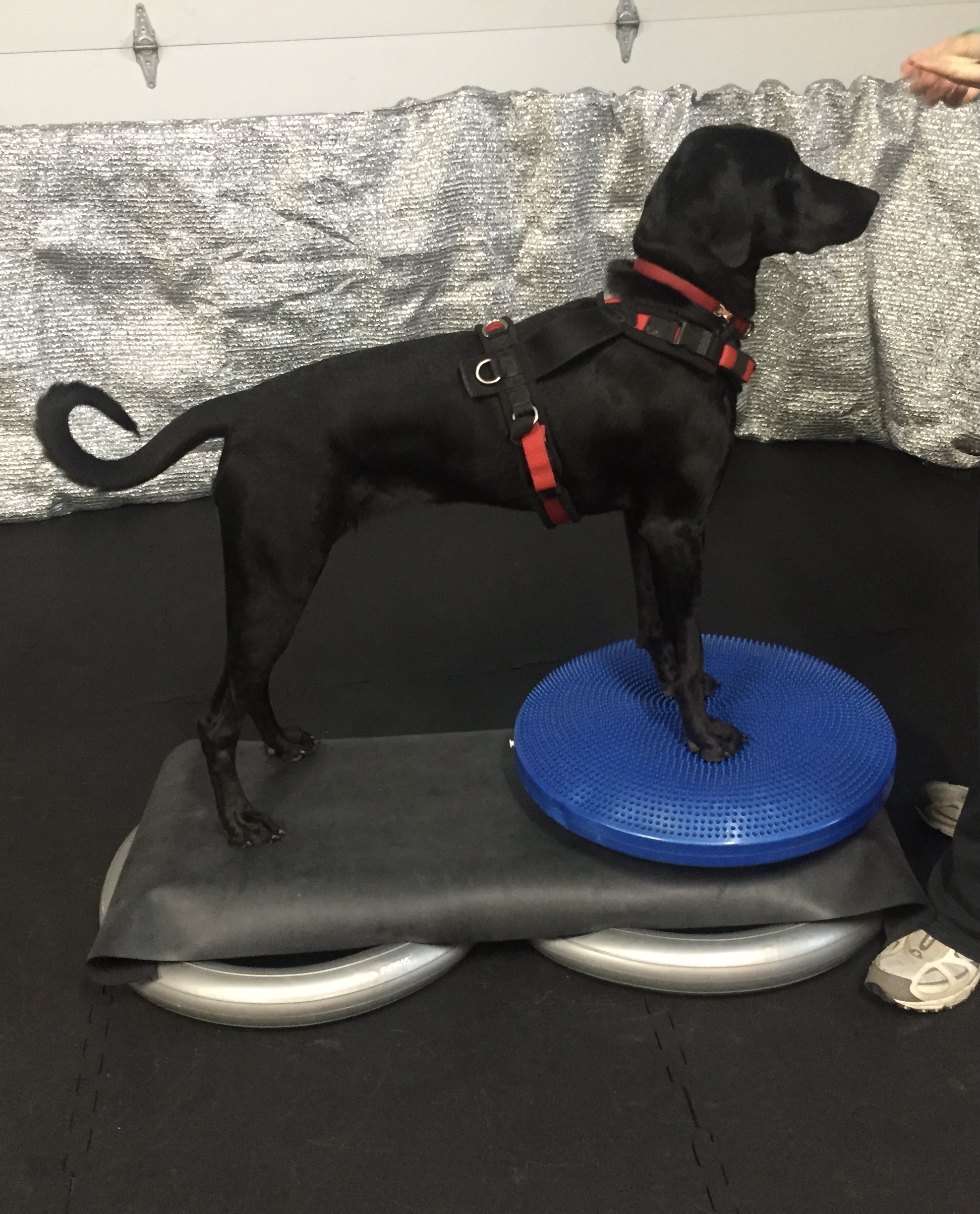 Dog Training Kelowna Leaps & Hounds Canine Training