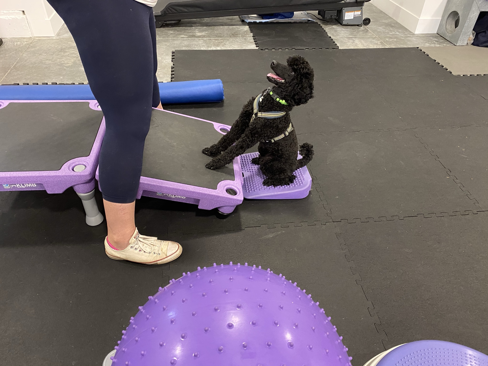 Dog Training Kelowna Leaps & Hounds Canine Training