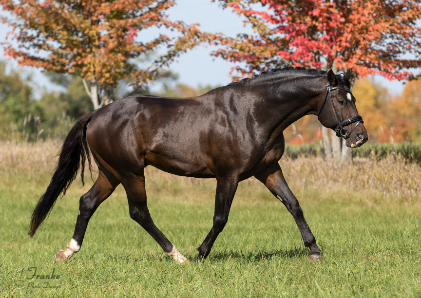 approved warmblood stallion