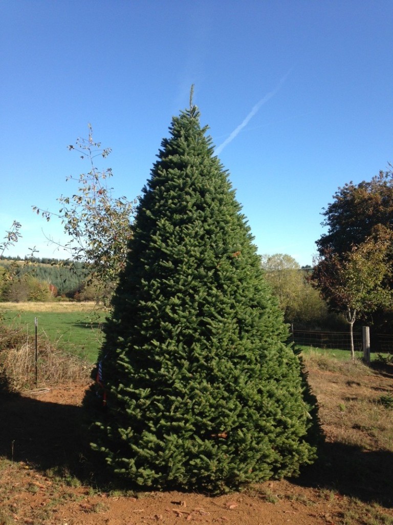 South Texas Christmas Trees Holiday Hills Christmas Trees