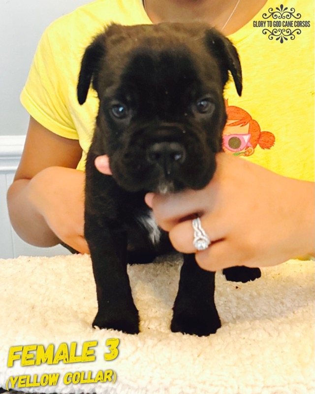 Cane Corso Breeder Texas Glory to God Cane Corso