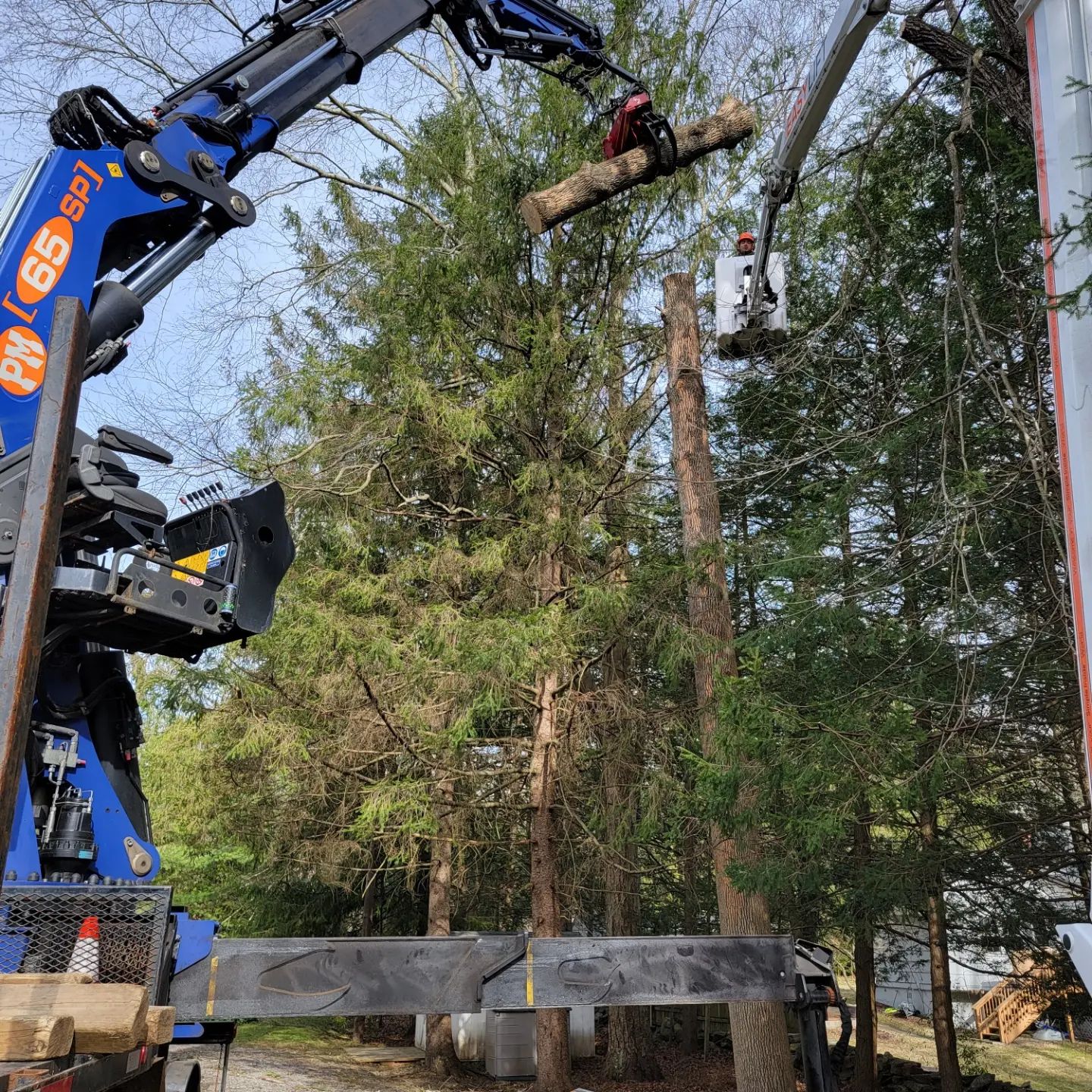 Bizee Bee Tree Service Tree Removal Tree Trimming Free Tree