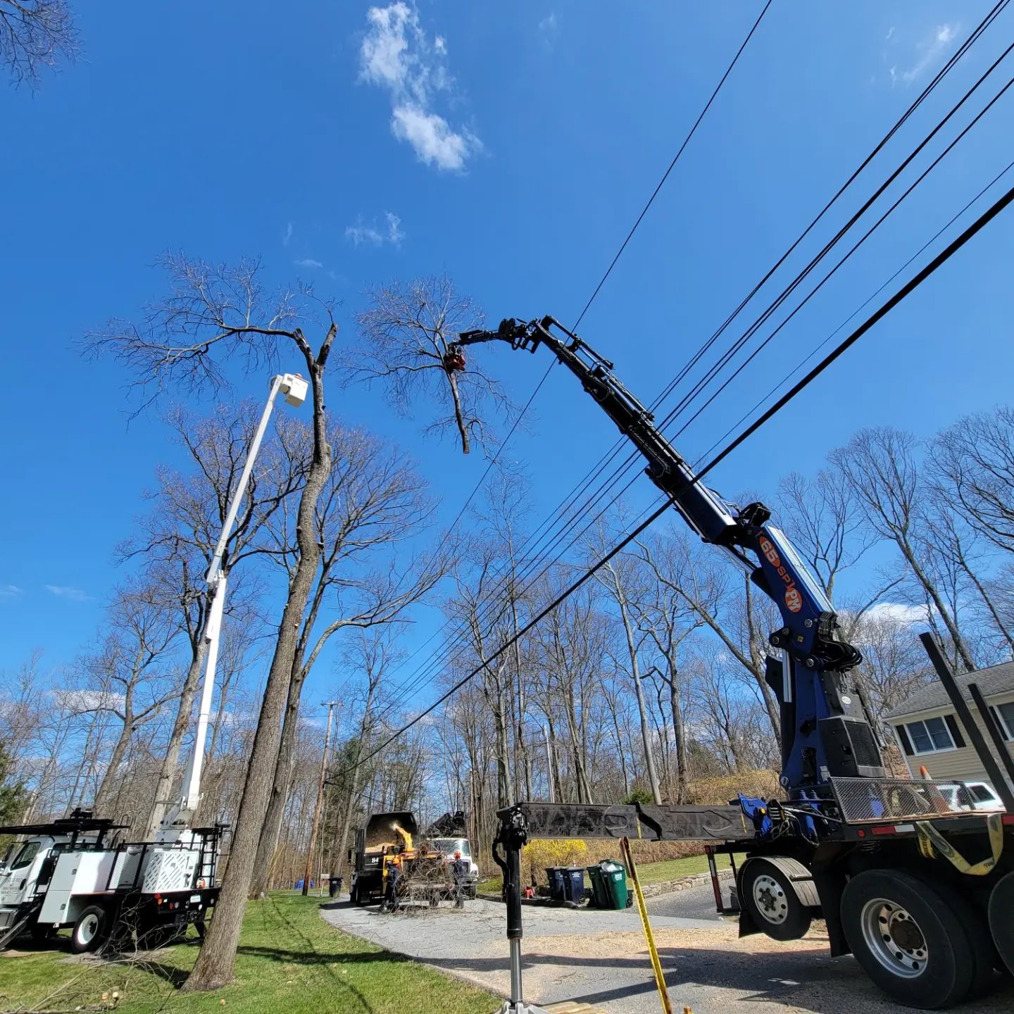 Bizee Bee Tree Service Tree Removal Tree Trimming Free Tree