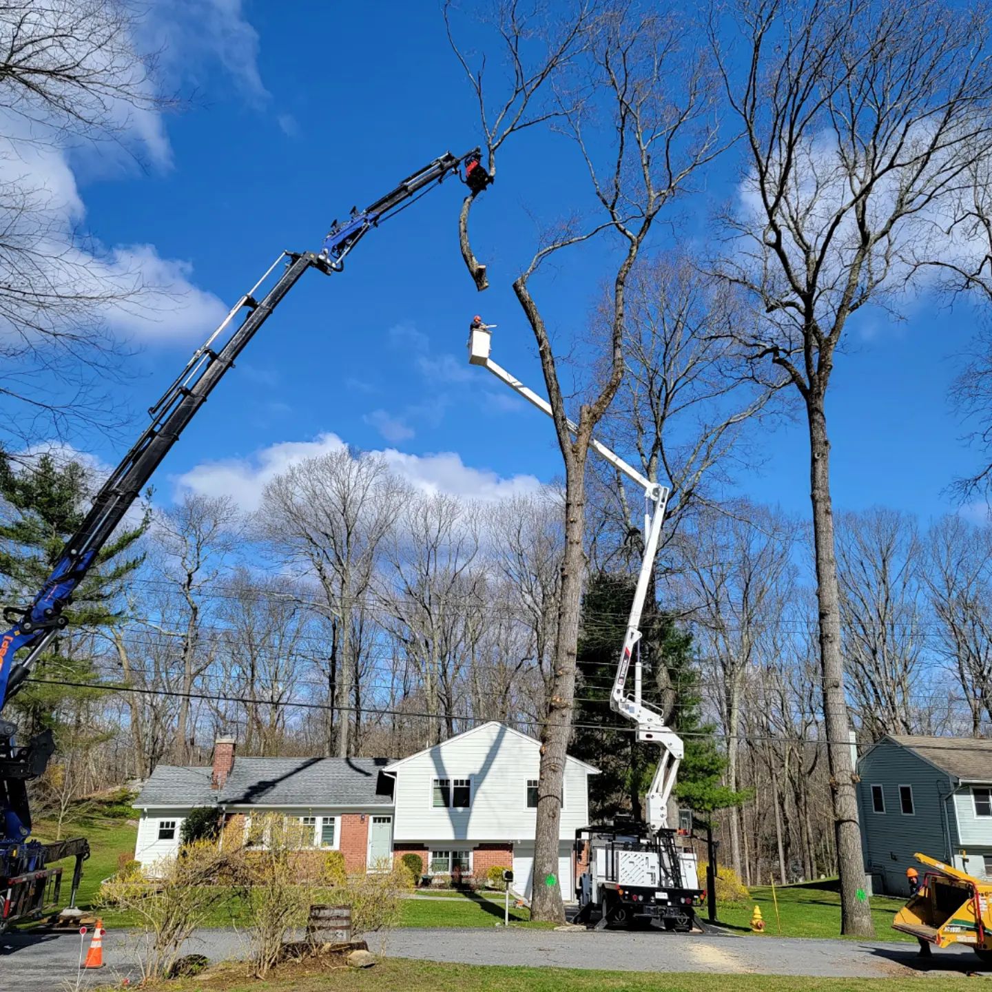 Bizee Bee Tree Service Tree Removal Tree Trimming Free Tree