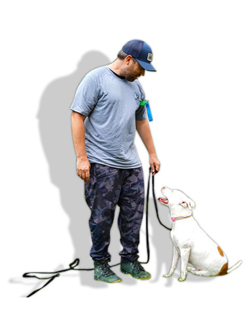 K9 Mania Dog Training Hire A Dog Trainer Today!