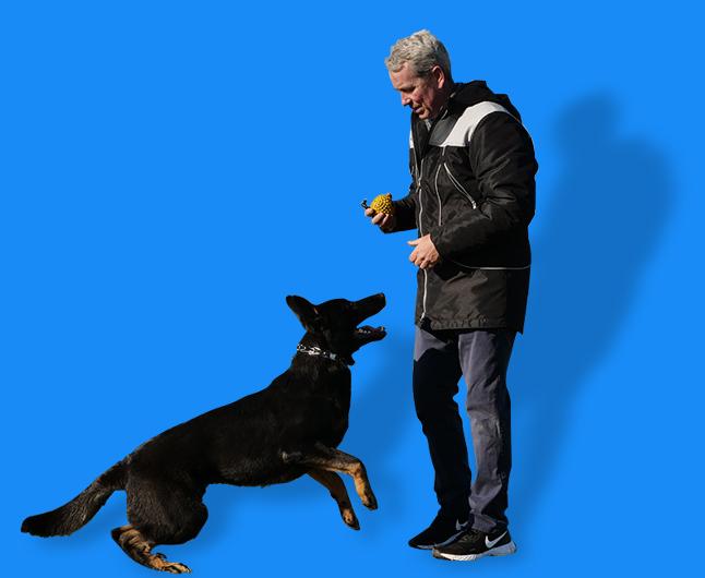 K9 Mania Dog Training Hire A Dog Trainer Today!