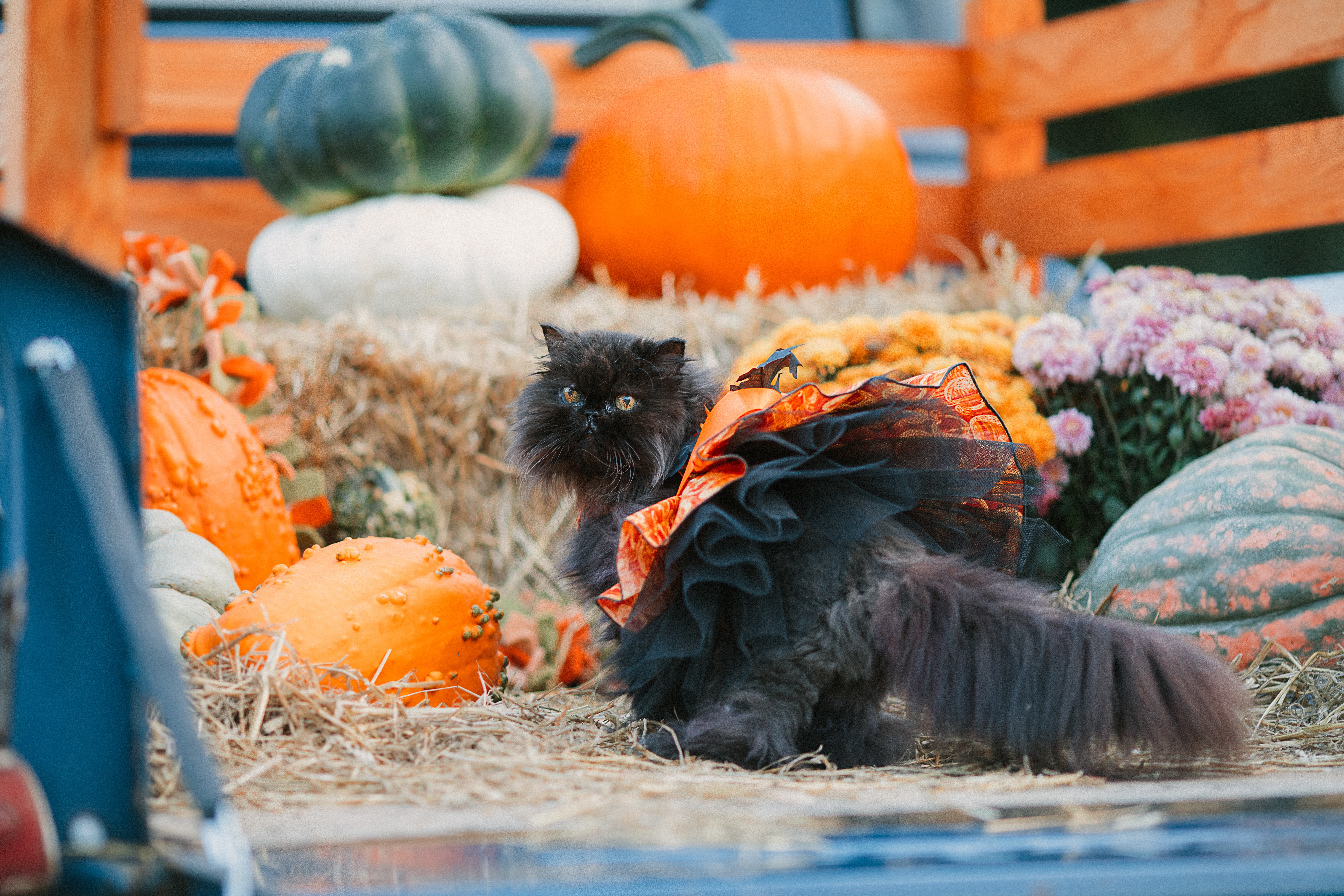 Cat in pumpkin patch