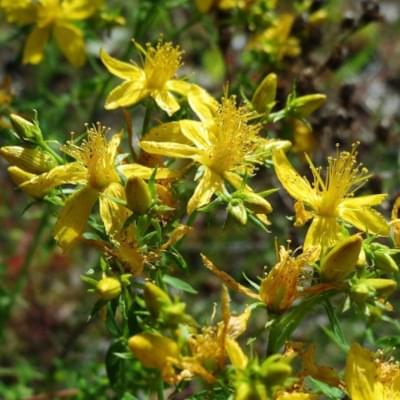 St. John’s Wort ingredients
